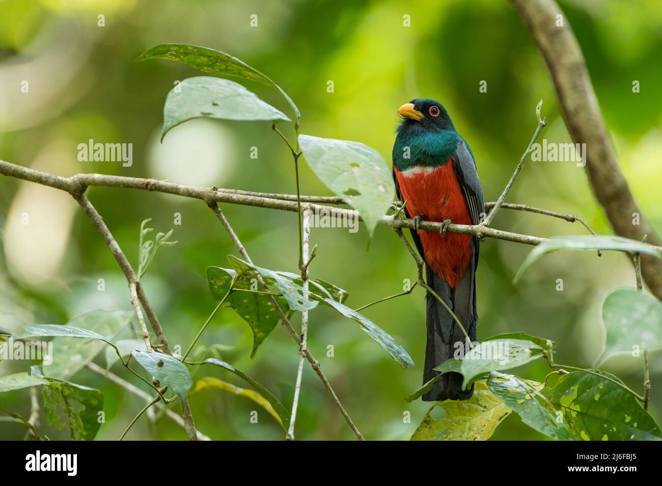 trogon à queue noire (Trogon melanurus) il se trouve au Panama et dans le nord de l'Amérique du Sud. Banque D'Images