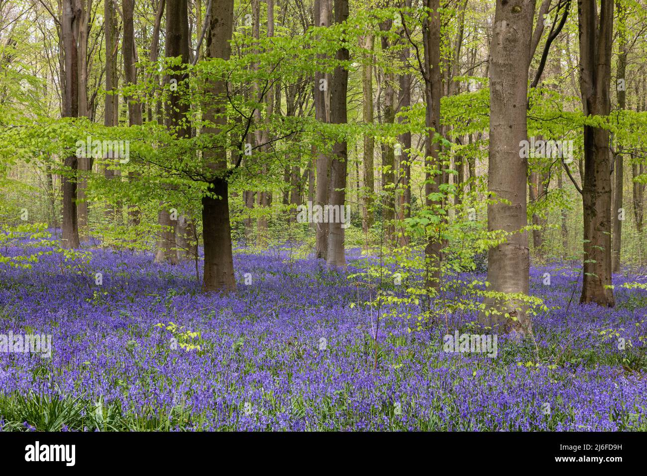 Tapis de Spring Bluebells - jacinthoides non scripta à West Woods bluebell Wood, près de Marlborough, Wiltshire, Angleterre, Royaume-Uni Banque D'Images