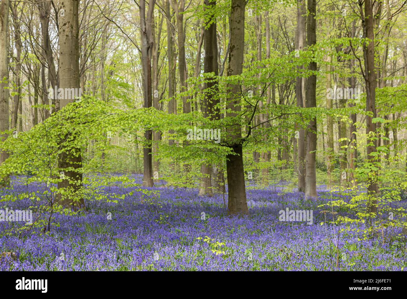 Tapis de Spring Bluebells - jacinthoides non scripta à West Woods bluebell Wood, près de Marlborough, Wiltshire, Angleterre, Royaume-Uni Banque D'Images