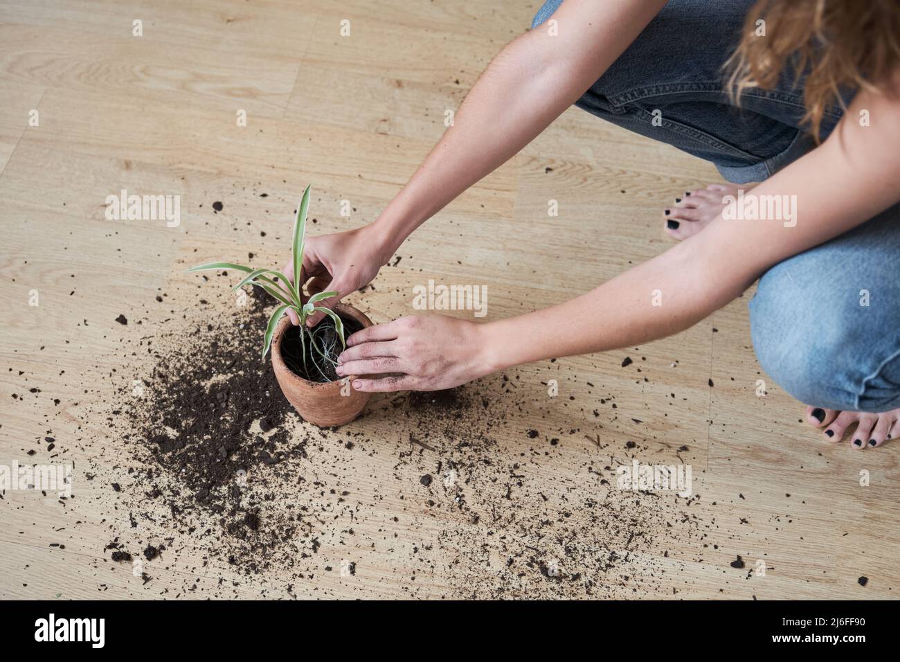 Femme plantant un coureur de plante d'araignée. Banque D'Images