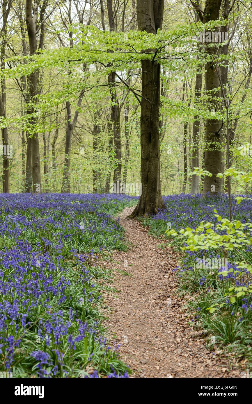 Chemin à travers le printemps Bluebells à West Woods bluebell Wood, près de Marlborough, Wiltshire, Angleterre, Royaume-Uni Banque D'Images