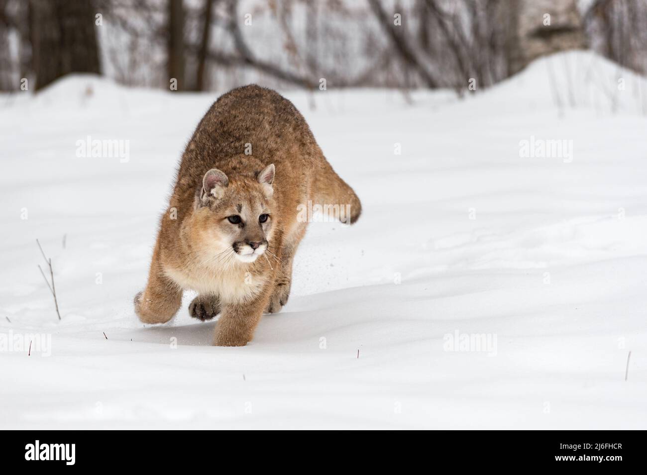 La femelle Cougar (Puma concolor) avance en hiver neige - animal captif  Photo Stock - Alamy