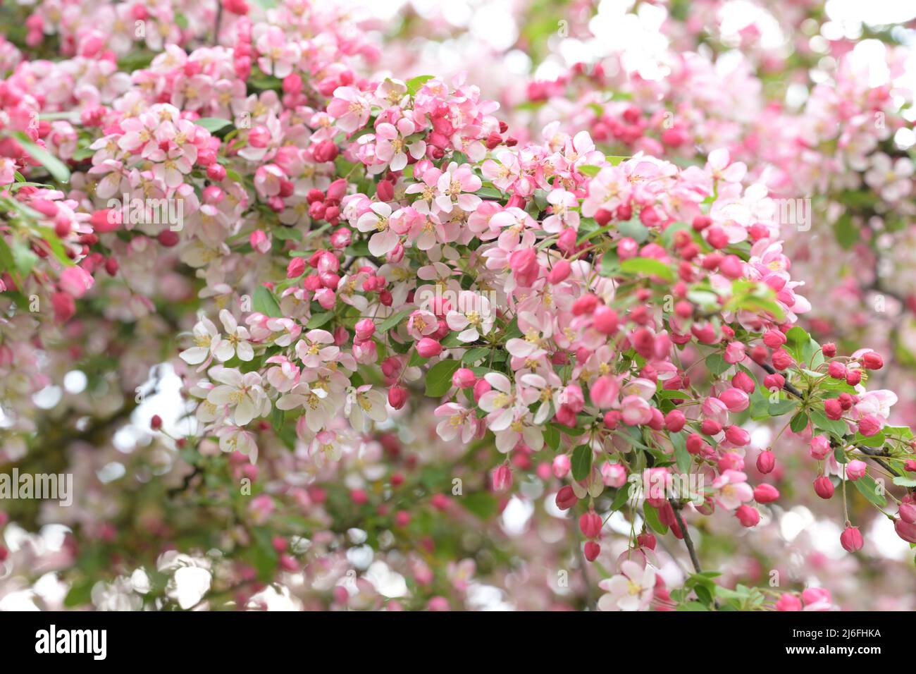 malus floribunda rosaceae Red White pommier fleur, espèce de l'écrevisse à fleurs Banque D'Images