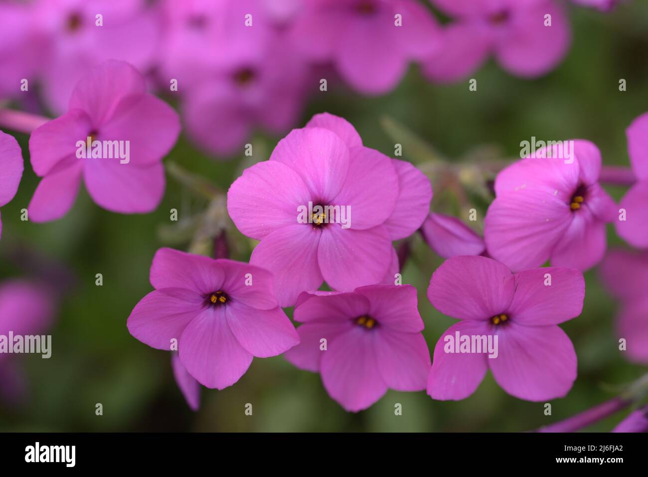 phlox stolonifera USA mousse phlox creeping phlox fleur rose Makrophoto Banque D'Images