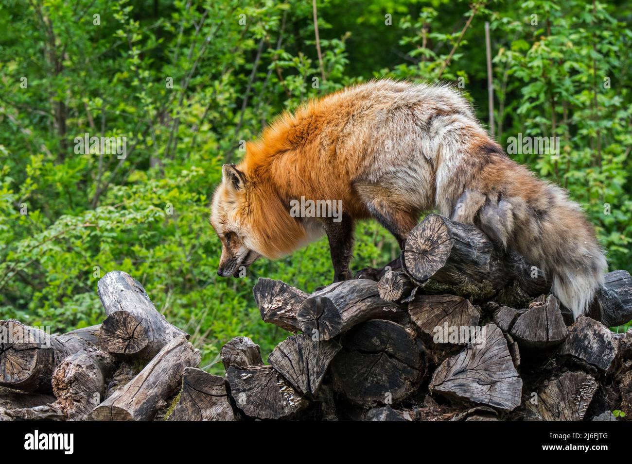 Renard roux (Vulpes vulpes) en manteau d'hiver épais / fourrure marchant sur la pile de bois au bord de la forêt au printemps Banque D'Images