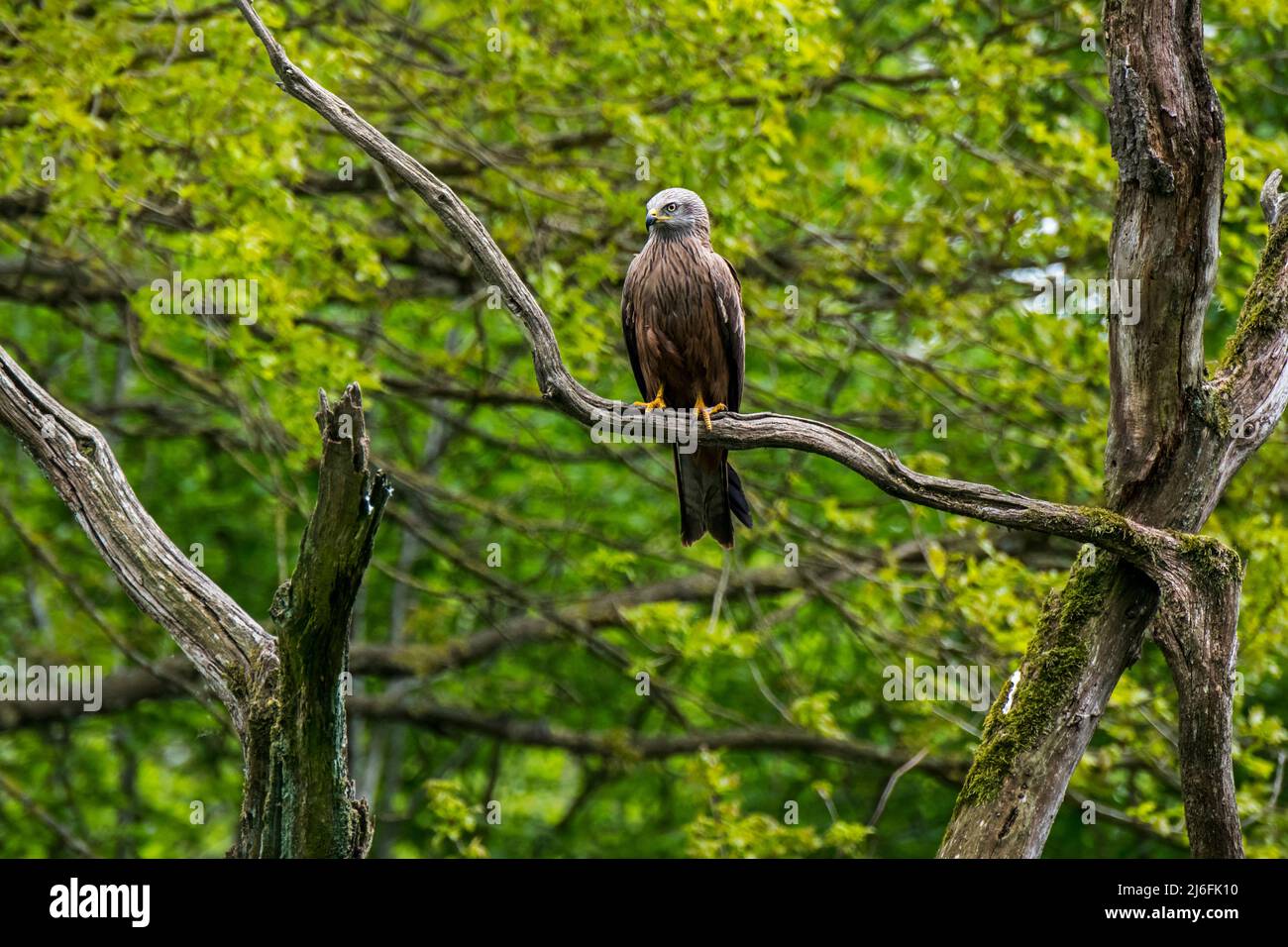 Cerf-volant noir (Milvus migrans) perché dans un arbre Banque D'Images