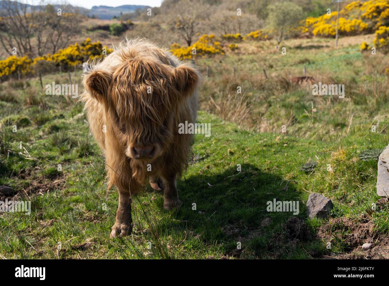Adorable veau de bétail des Highlands avec un manteau shaggy dans la campagne écossaise avec des fleurs gorses jaunes Banque D'Images