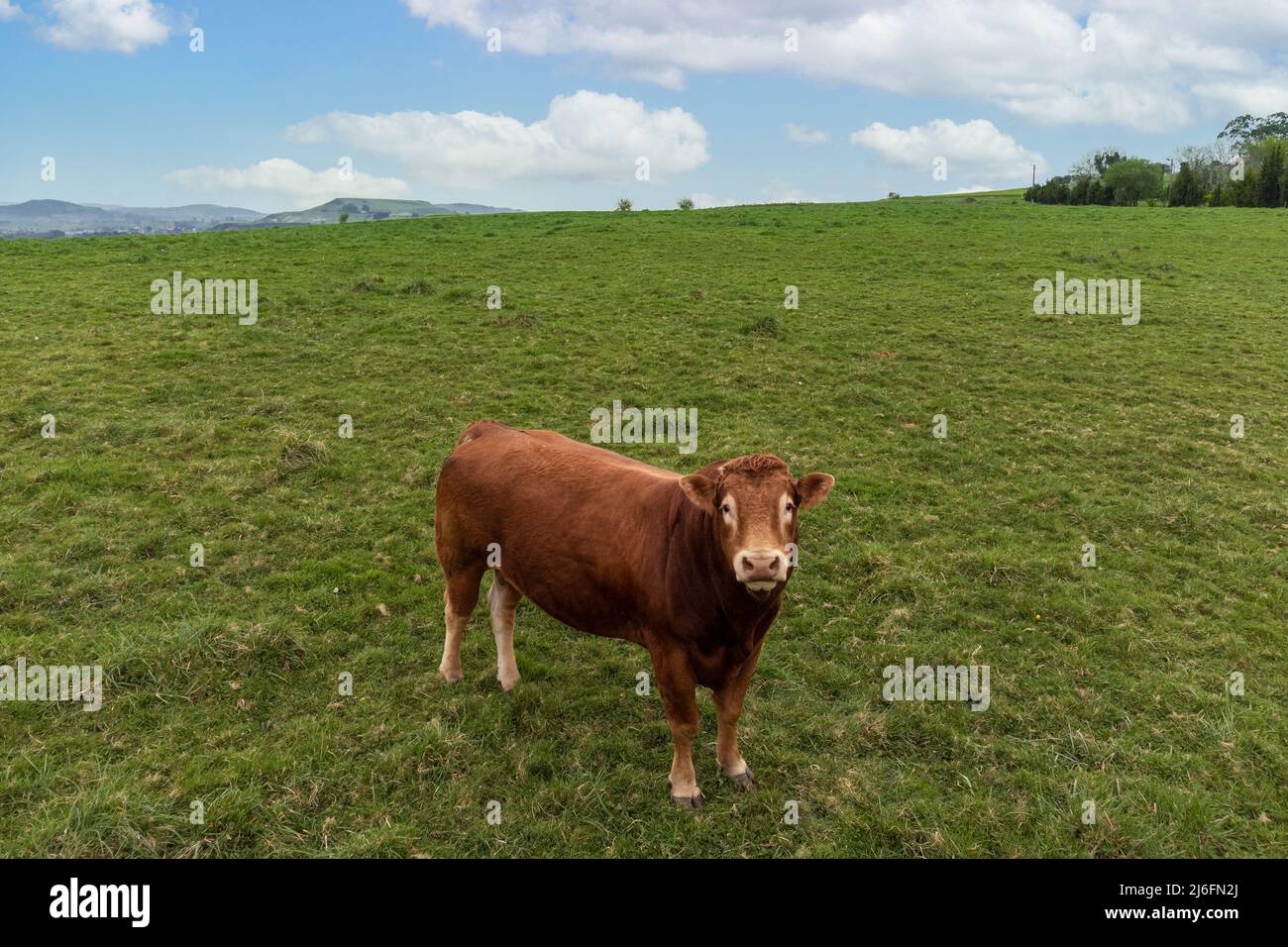 Une vache solitaire dans un grand pré regardant la caméra Banque D'Images