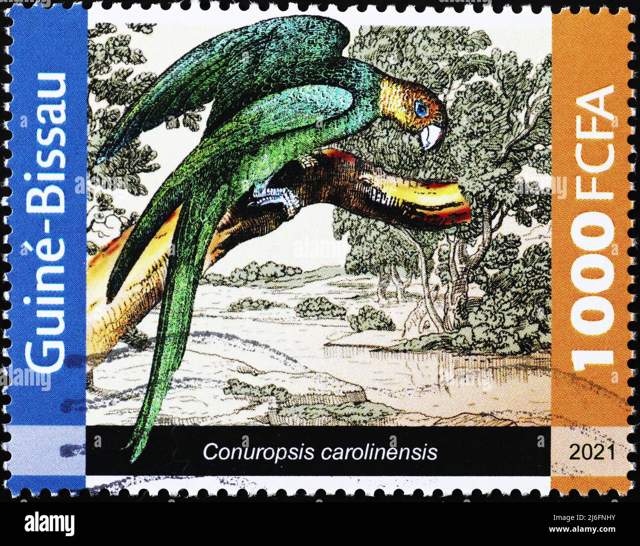 Parakeet de Caroline, oiseau éteint, sur timbre-poste Banque D'Images