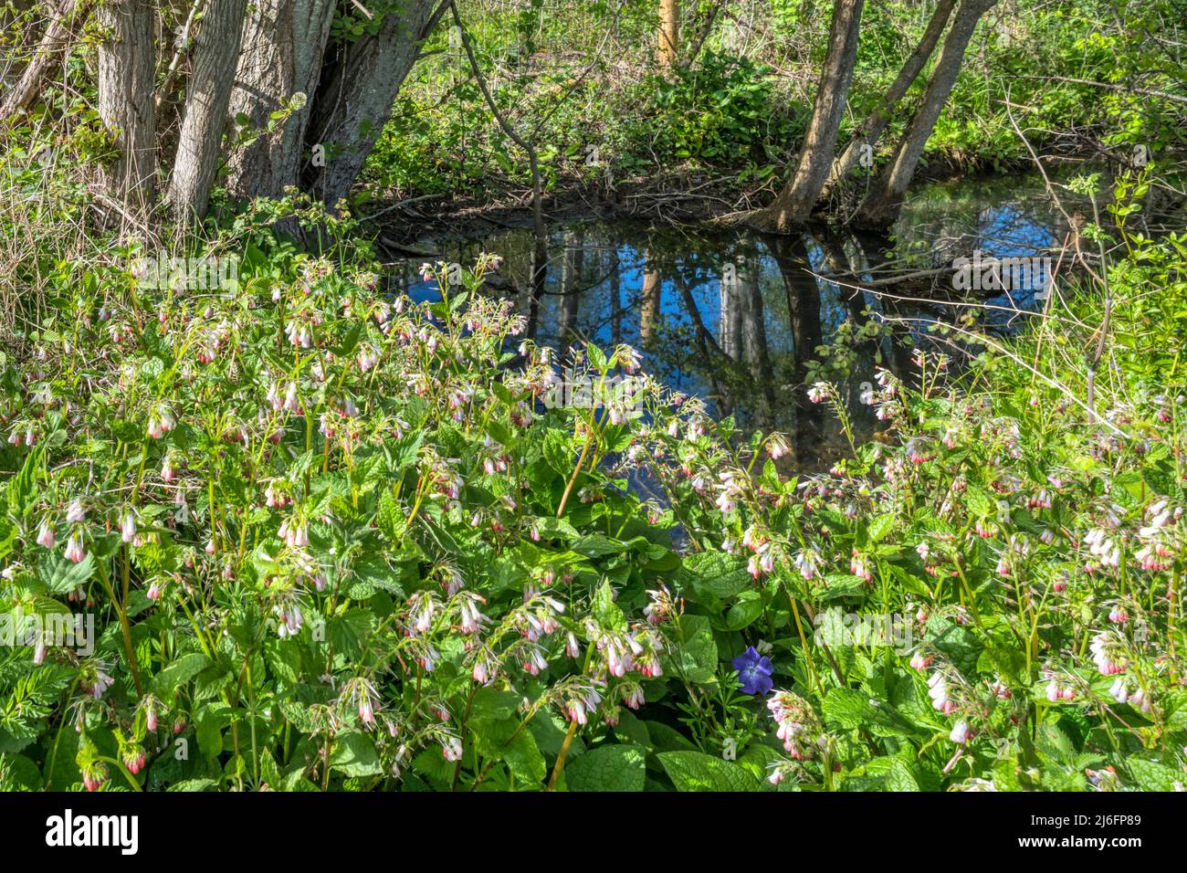 Commune sauvage, Symphytum officinale, qui pousse à côté d'un ruisseau Norfolk. Banque D'Images