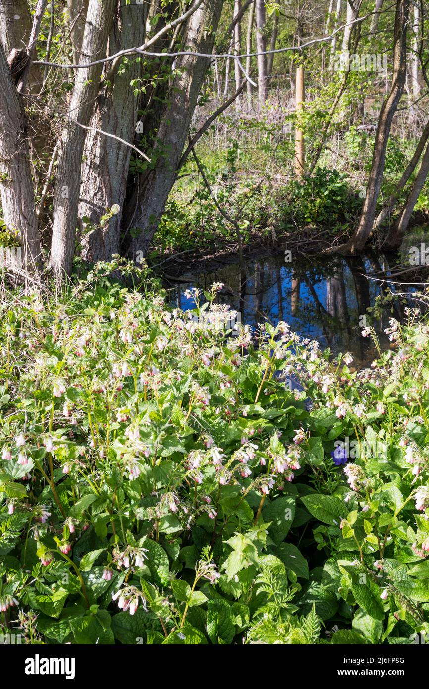Commune sauvage, Symphytum officinale, qui pousse à côté d'un ruisseau Norfolk. Banque D'Images