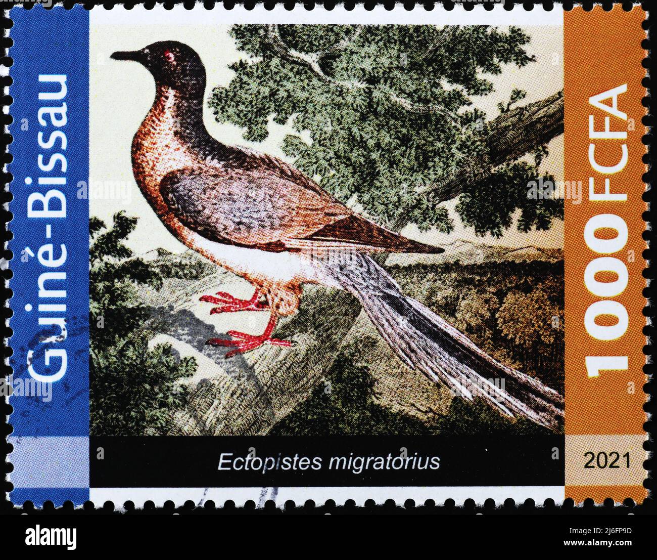 Pigeon de passagers, oiseau éteint, sur timbre-poste Banque D'Images