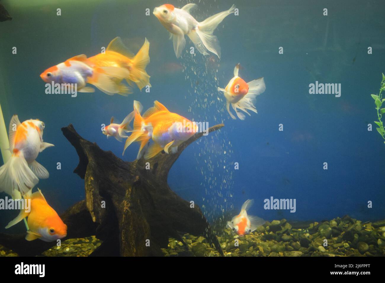 Poissons d'aquarium d'eau douce, poissons d'or d'Asie dans aquarium.le poisson  d'or sur chinois un signe apporte une prospérité et Bonne chance. Poisson  doré avec belle beauté Photo Stock - Alamy