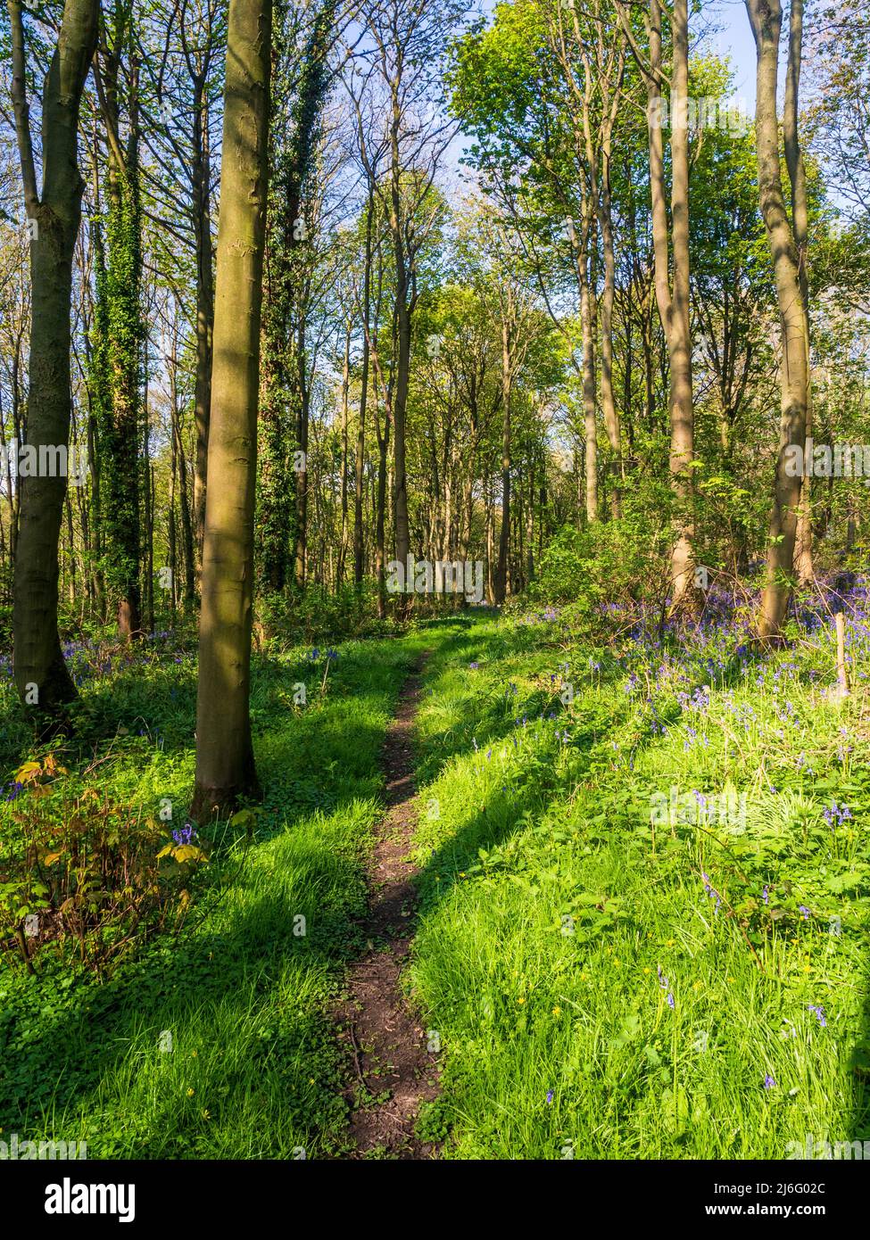 Magnifiques Bluebells dans les bois au printemps Banque D'Images