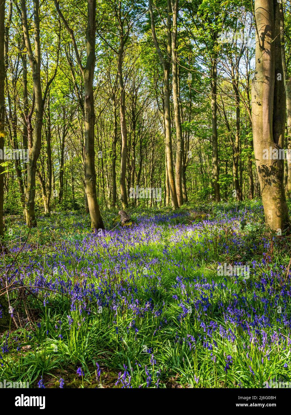 Magnifiques Bluebells dans les bois au printemps Banque D'Images