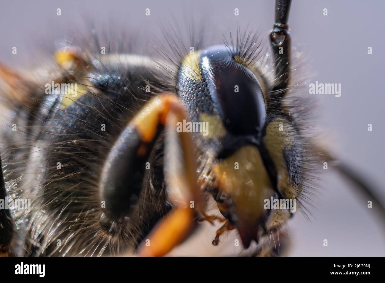 Super macro, gros plan extrême d'une guêpe. Banque D'Images