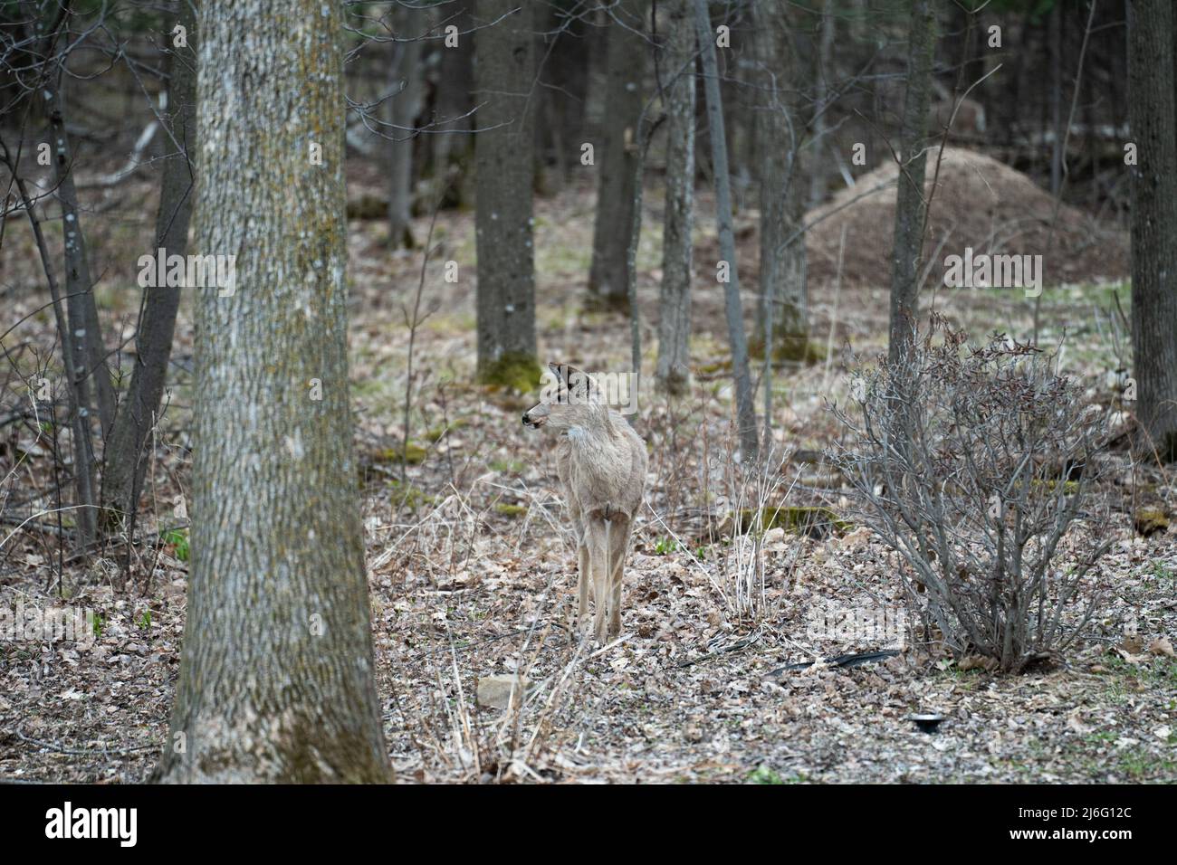 Whitetail Deer Doe Marche à pied et en train de manger dans la forêt Banque D'Images