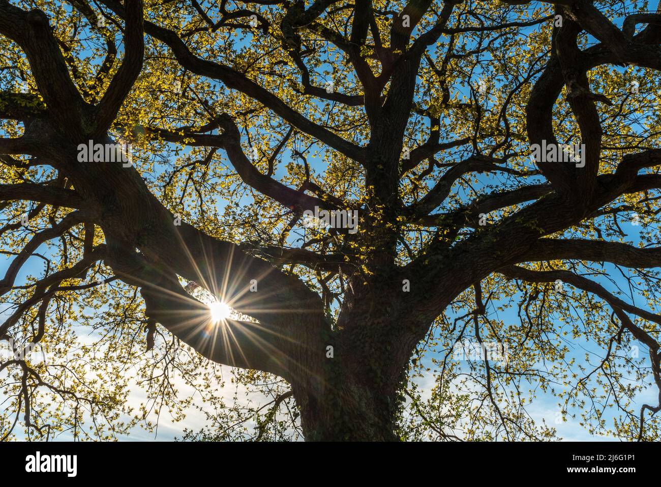 Rayons du soleil traversant le feuillage d'un grand chêne dans un pré printanier. France. Banque D'Images