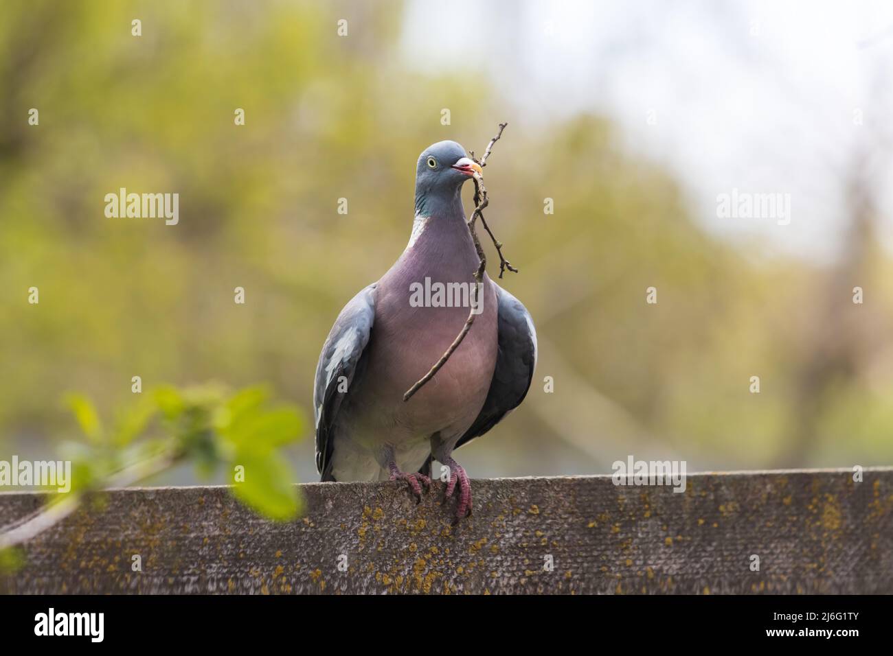 colombe avec une branche dans son bec se trouve sur une clôture Banque D'Images