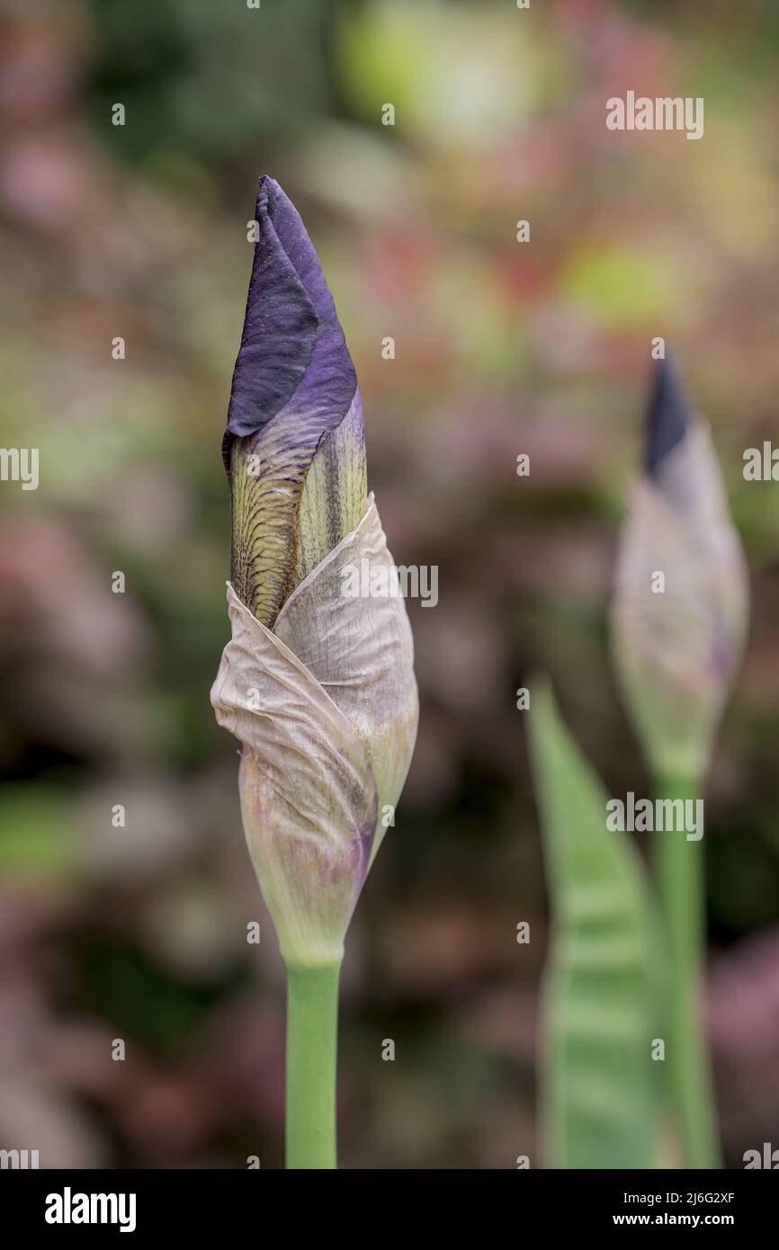 photo de fleurs de printemps sur fond naturel Banque D'Images