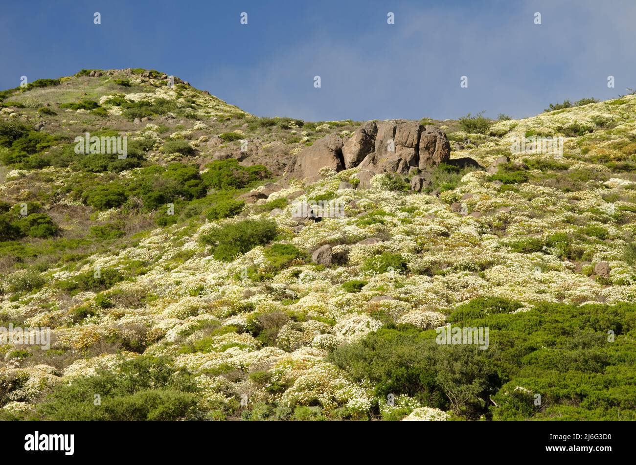 Paysage avec Paris pâquerettes Argyranthemum frutescens en fleur. Paysage protégé Orone. La Gomera. Îles Canaries. Espagne. Banque D'Images