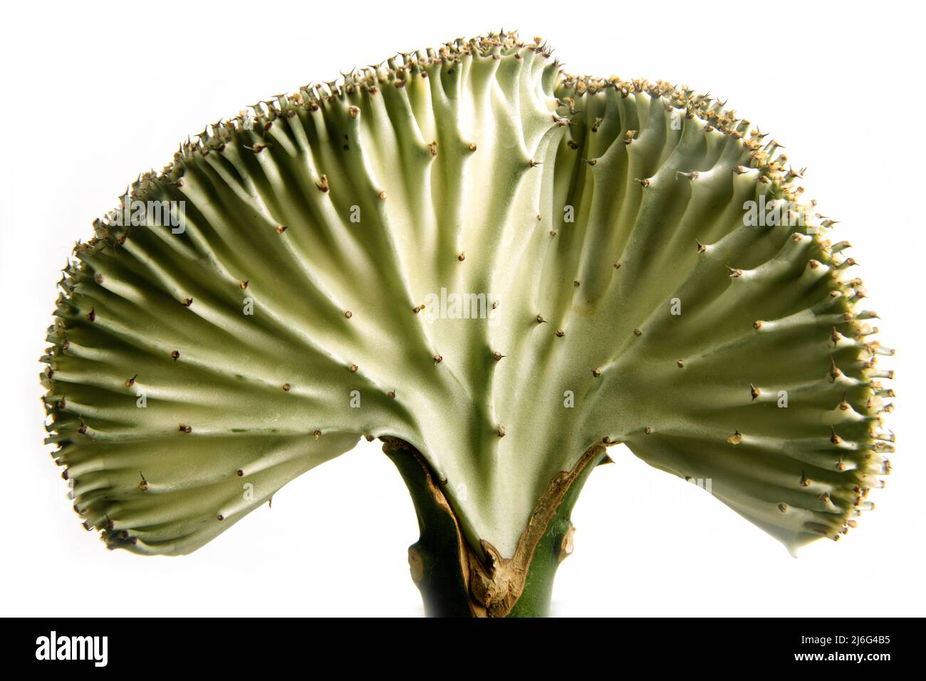 Gros plan sur le corail en forme de cactus Candelabra Banque D'Images