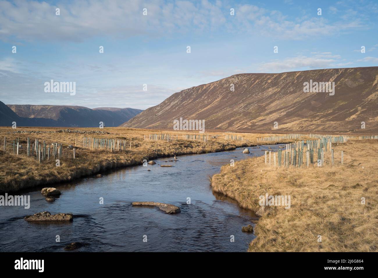 Arbres plantés le long des rives de la rivière Muick, parc national de Glen Muick Cairngorms Ecosse Banque D'Images