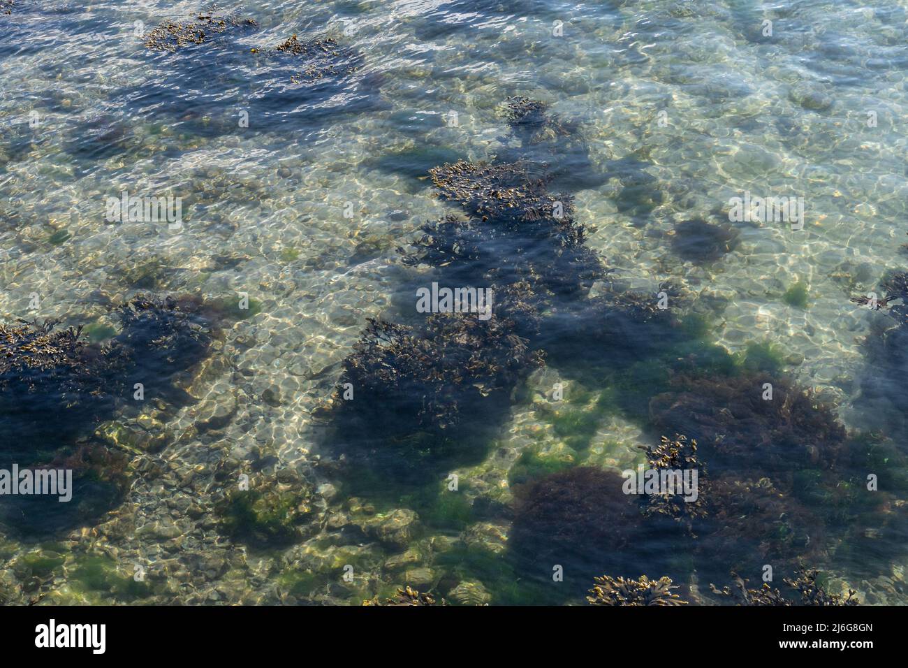 Eaux côtières claires et peu profondes révélant des algues marines et la vie marine sur les fonds rocheux en Écosse Banque D'Images