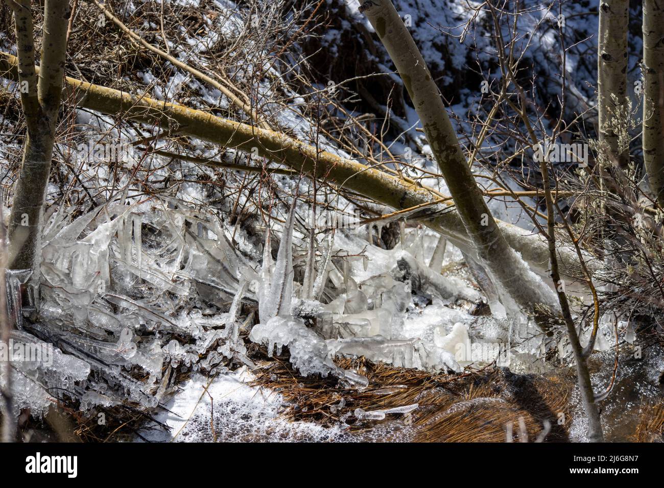 La glace s'accumule sur des branches d'une rivière alpine dans une forêt des montagnes Rocheuses du Colorado Banque D'Images