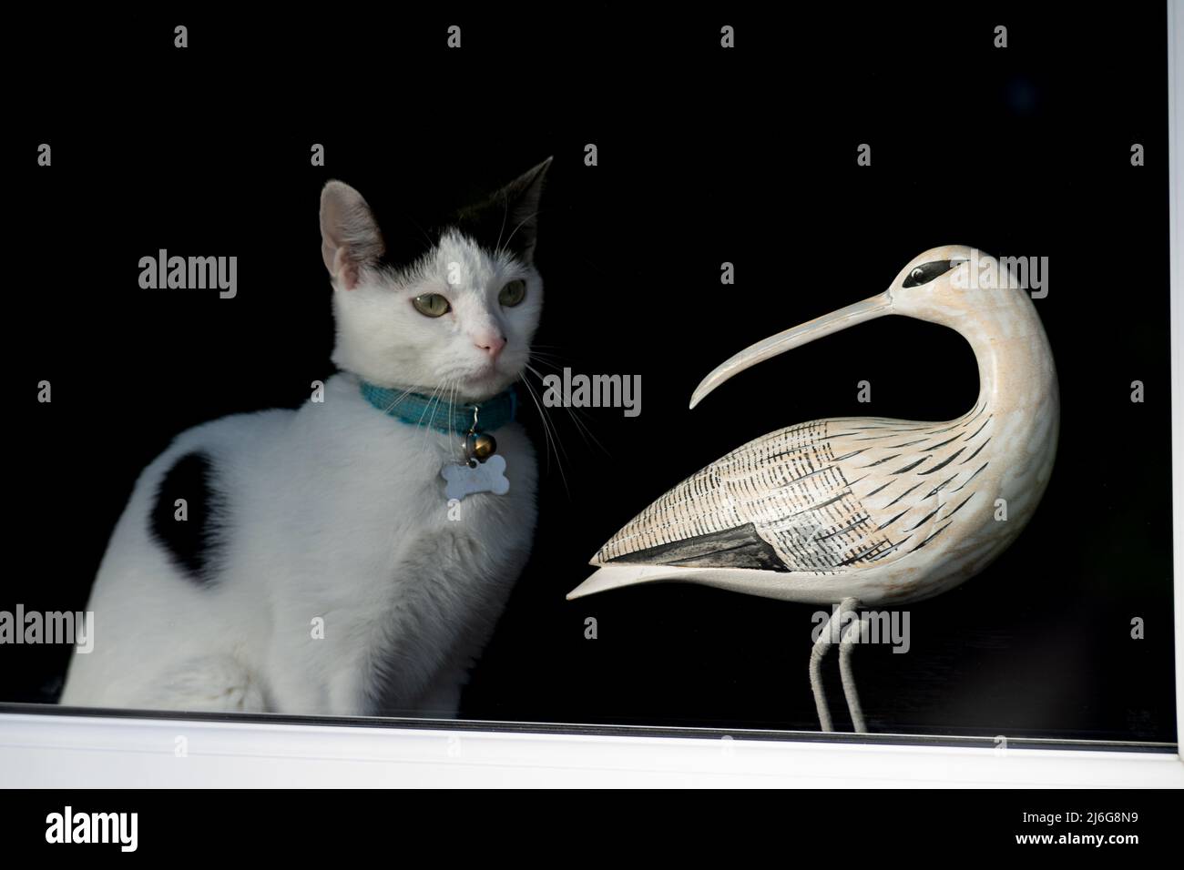 Chat blanc et noir avec col bleu à côté de l'ornement décoratif de cygne sur fond noir Banque D'Images