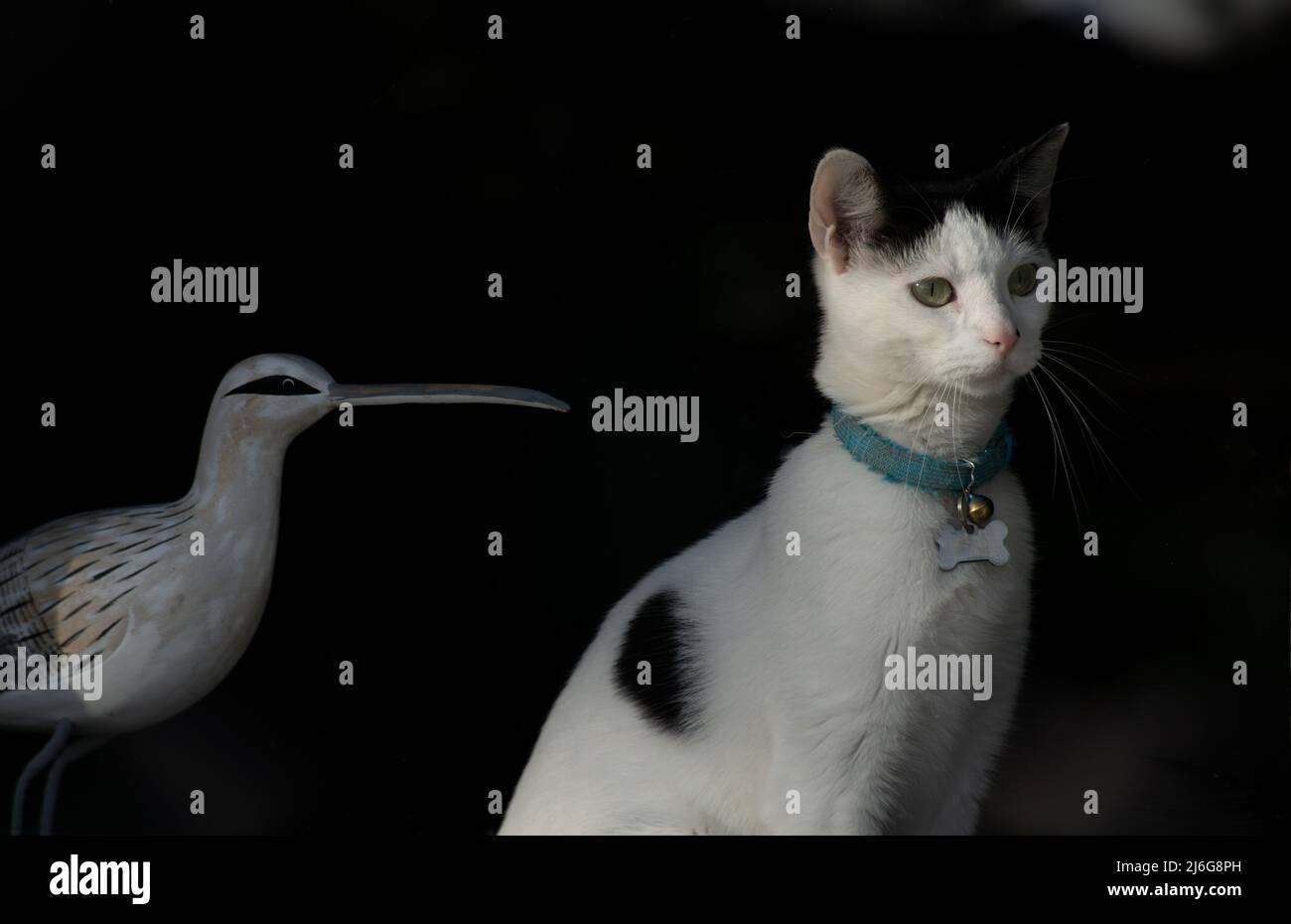 Chat domestique avec collier à côté de l'ornement d'oiseau décoratif sur fond sombre Banque D'Images