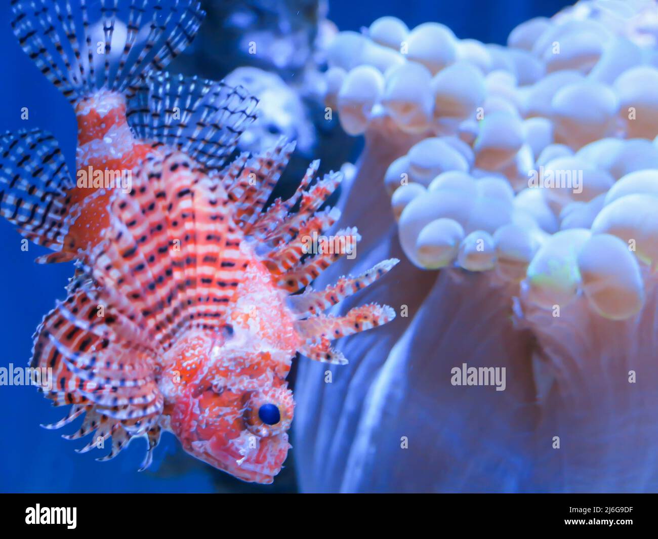 Nain Lionfish, Steinhart Aquarium, California Academy of Sciences, San Francisco Banque D'Images