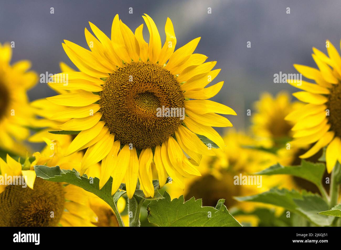 Ultra gros plan de tournesols dans une ferme énergétique durable. Banque D'Images