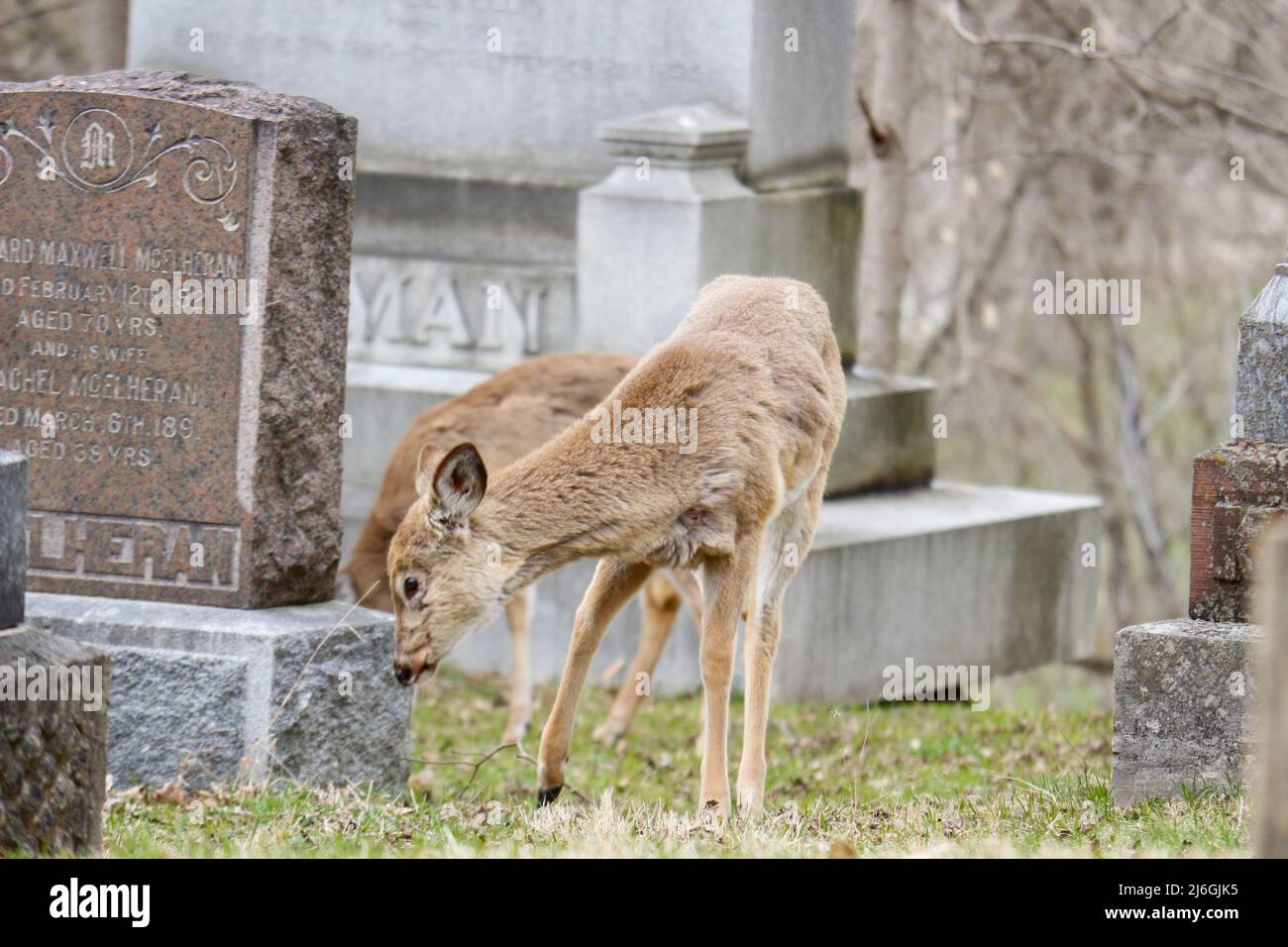 Cerf dans un cimetière en pâturage au canada Banque D'Images