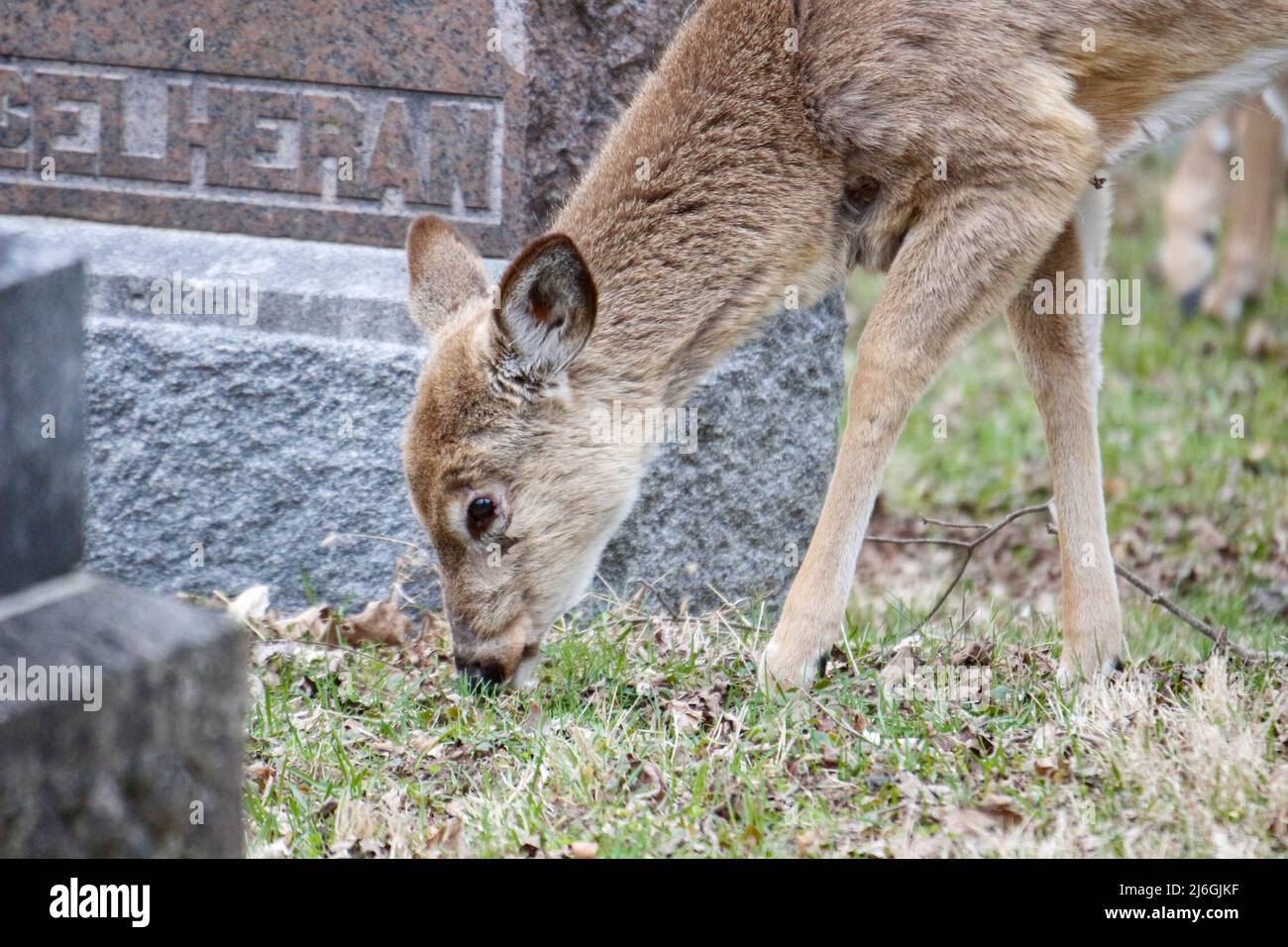 Cerf dans un cimetière en pâturage au canada Banque D'Images