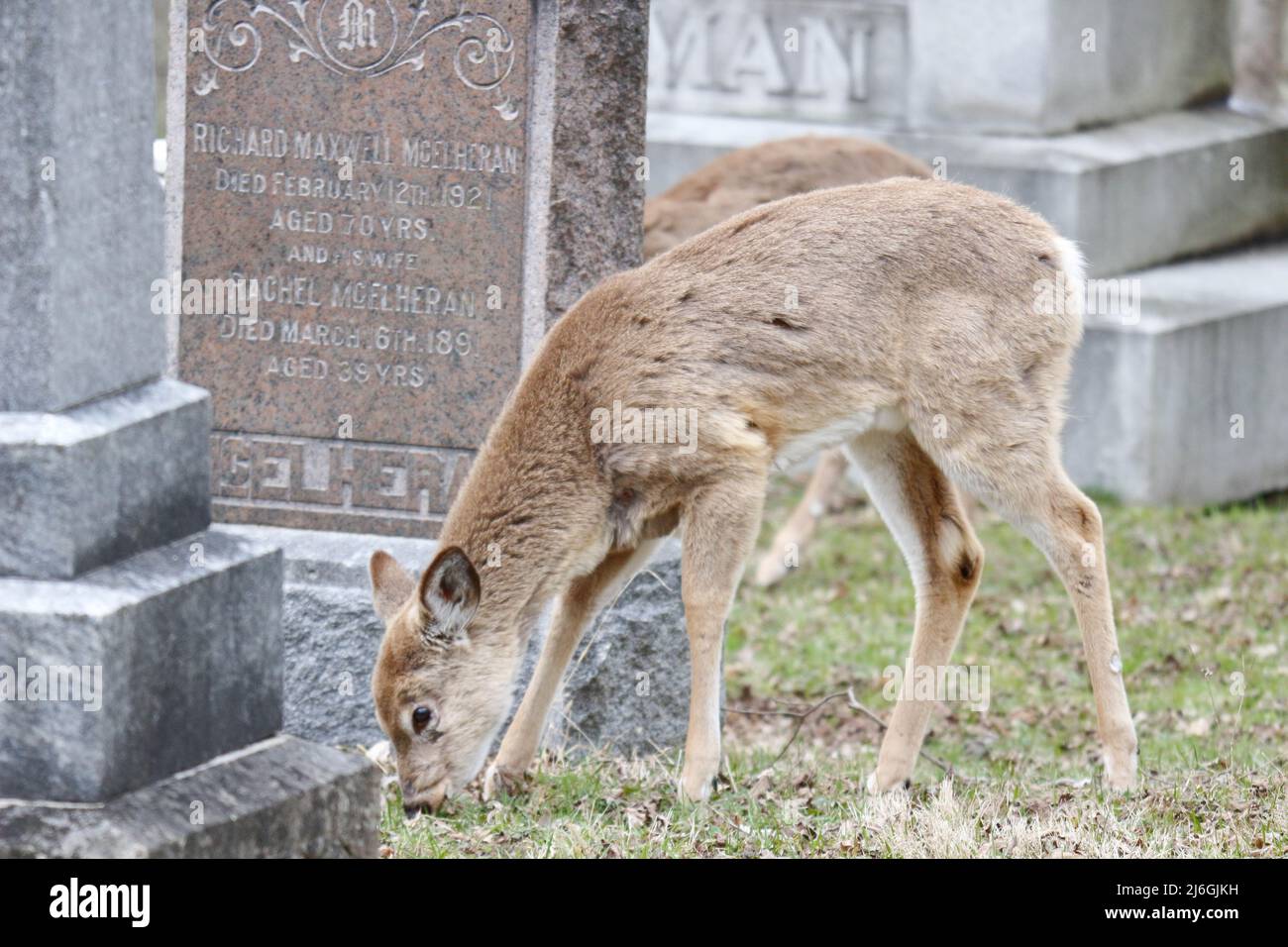 Cerf dans un cimetière en pâturage au canada Banque D'Images