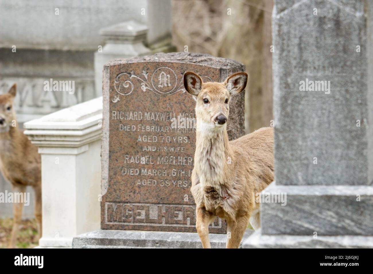 Cerf dans un cimetière en pâturage au canada Banque D'Images