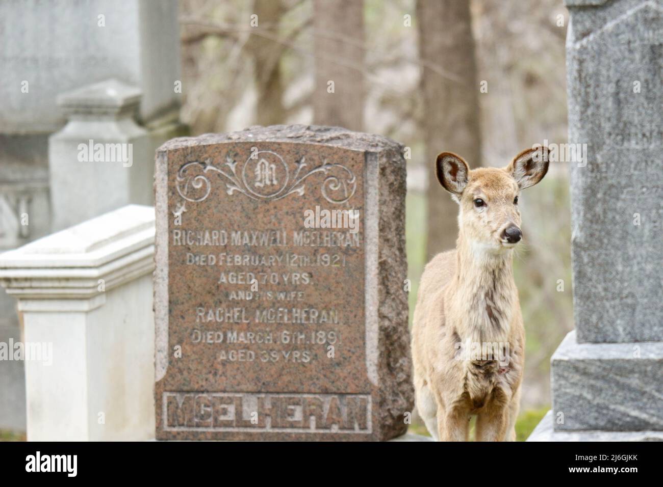 Cerf dans un cimetière en pâturage au canada Banque D'Images