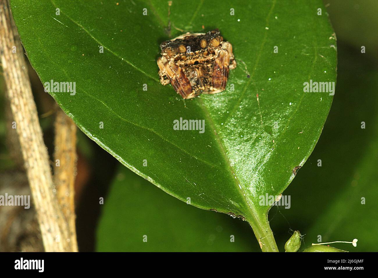 Araignée de chute d'oiseau (Calaenia tuberosa) sur une feuille Banque D'Images