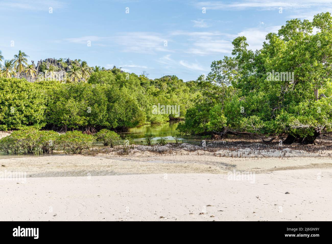 Forêt de mangroves dans l'île de Rote, province de Nusa Tenggara est, Indonésie Banque D'Images