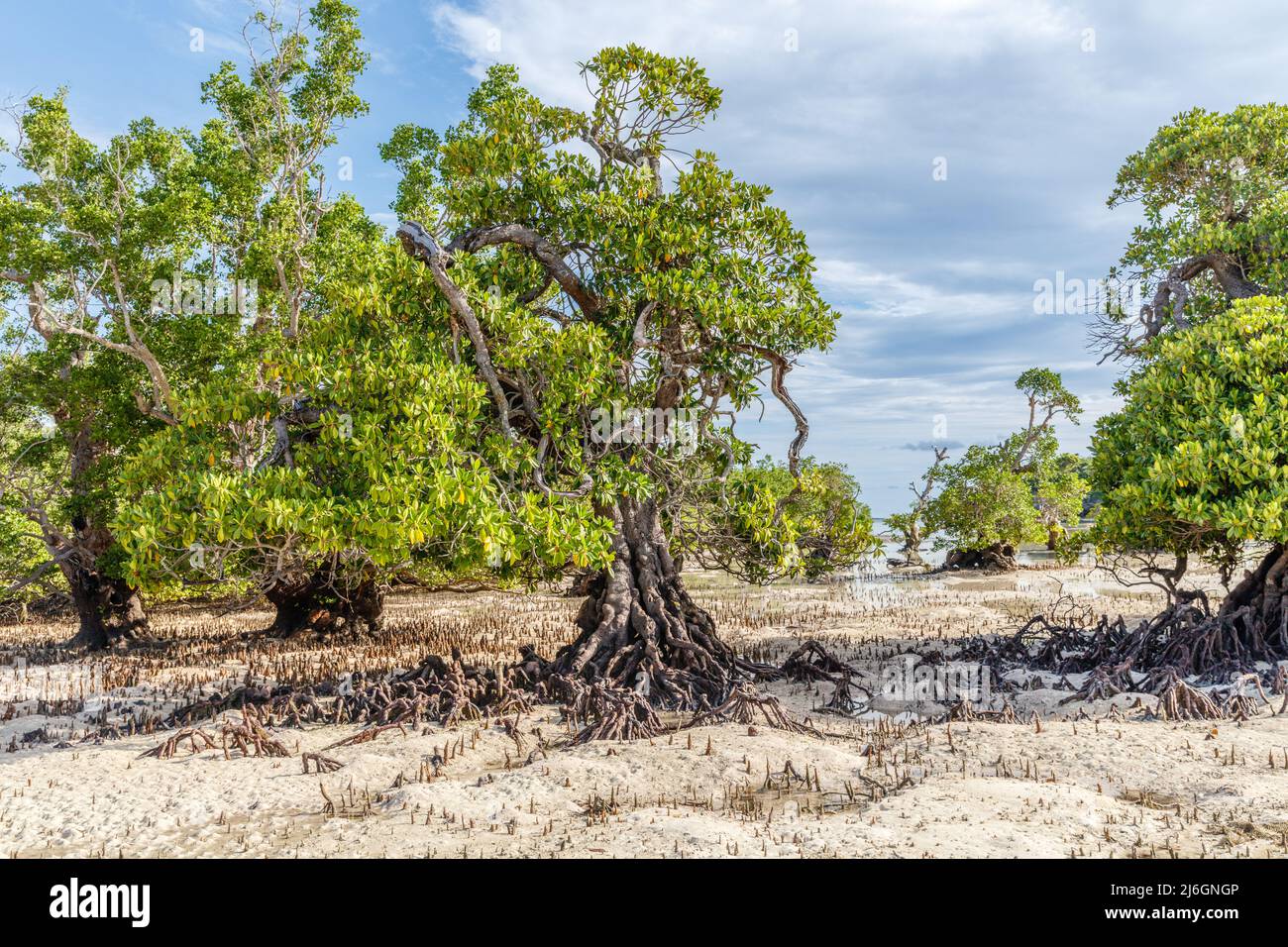 Forêt de mangroves dans l'île de Rote, province de Nusa Tenggara est, Indonésie Banque D'Images