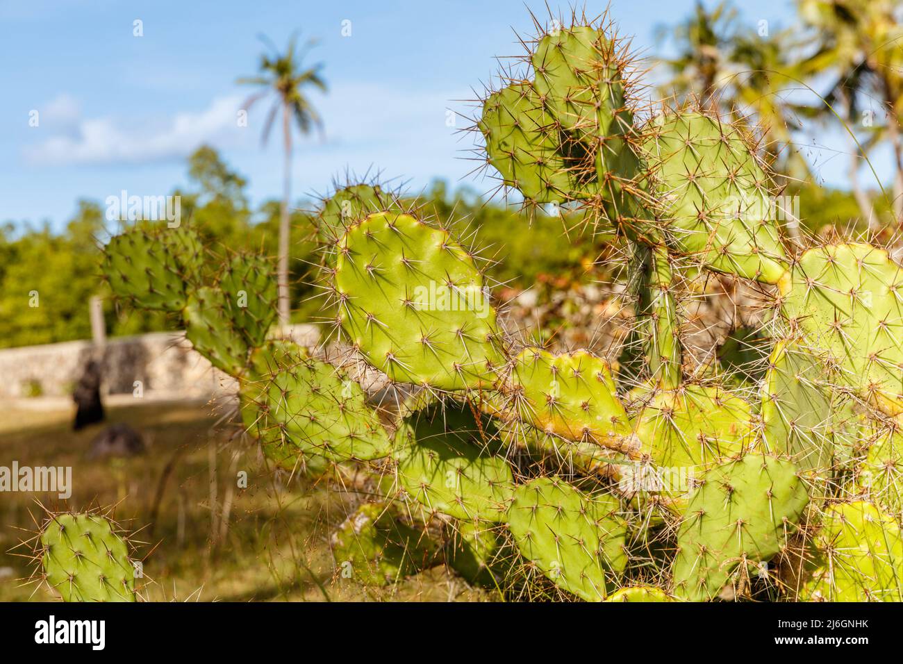 Opuntia (Prickly Pear, Pear cactus), genre de plantes à fleurs de la famille des Cactaceae. Rote, Indonésie. Banque D'Images