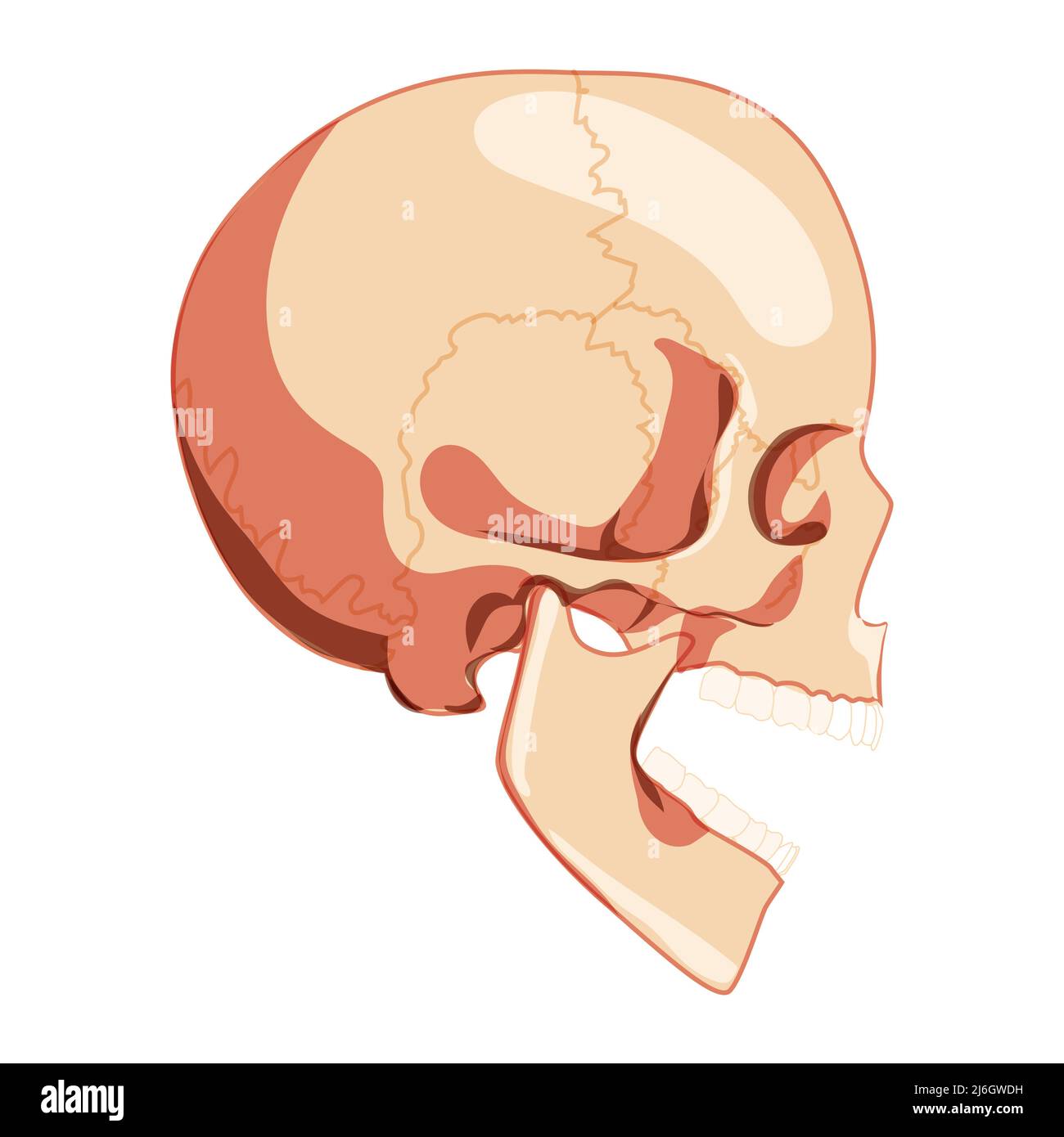 Crâne à bouche ouverte squelette vue latérale de la tête humaine avec rangée de dents. Modèle de tête humaine. Ensemble de 3D couleurs naturelles et réalistes. Illustration vectorielle de l'anatomie isolée sur fond blanc Illustration de Vecteur