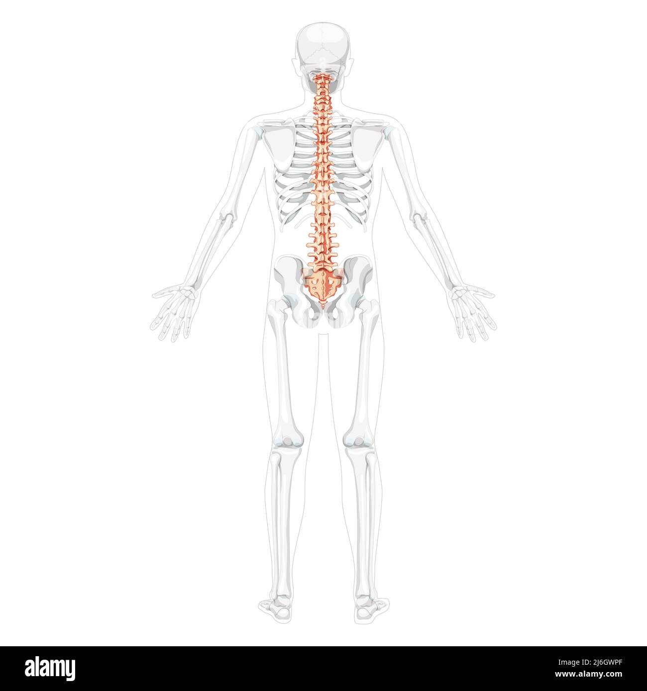 Vue arrière postérieure de la colonne vertébrale humaine avec position du squelette partiellement transparente, moelle épinière, colonne lombaire thoracique, sacrum et coccyx. Illustration anatomique vectorielle plane et réaliste isolée Illustration de Vecteur