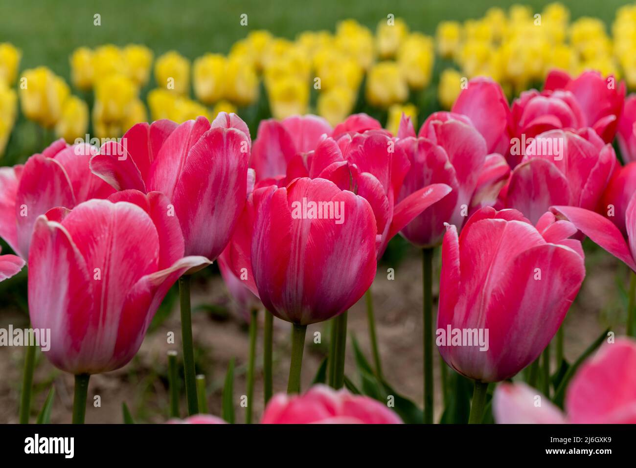 Champ de couleurs mixtes Tulips en arrière-plan Bloom Banque D'Images