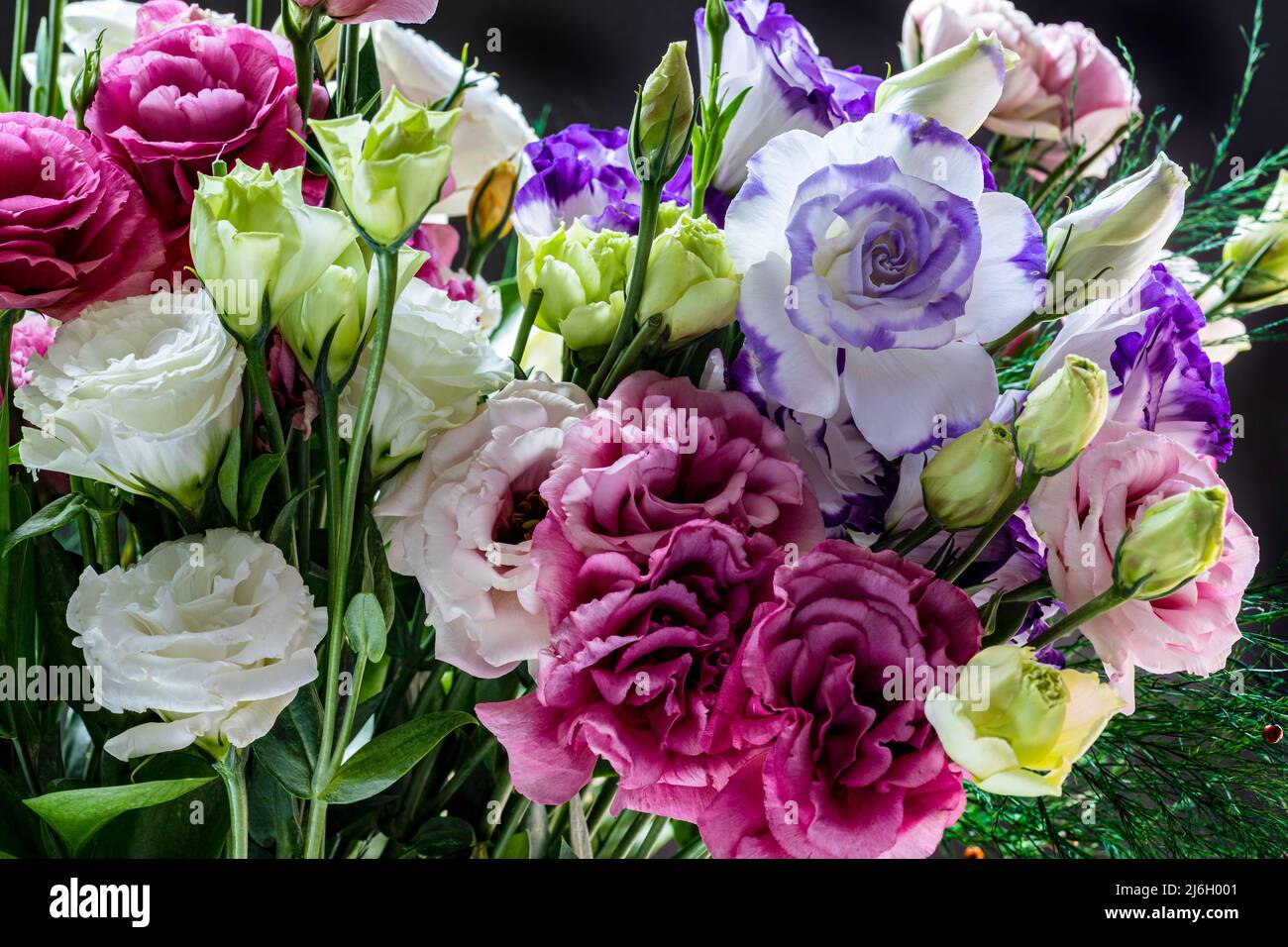 Bouquet de fleurs de Gentian Lisianthus Eustoma multicolore de Prairie gros plan Banque D'Images