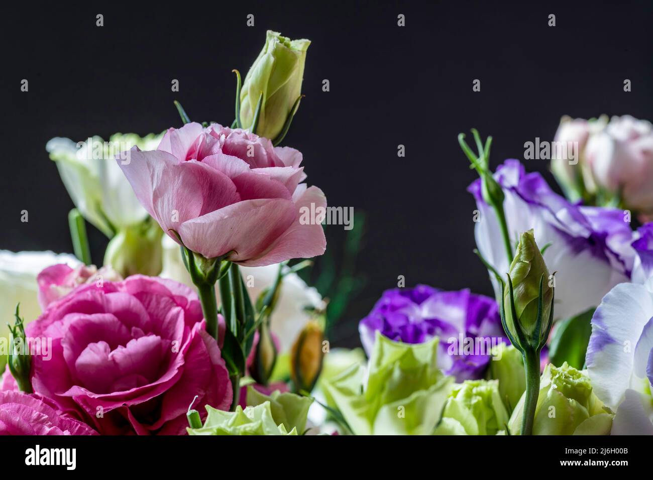 Bouquet de fleurs de Gentian Lisianthus Eustoma multicolore de Prairie gros plan Banque D'Images