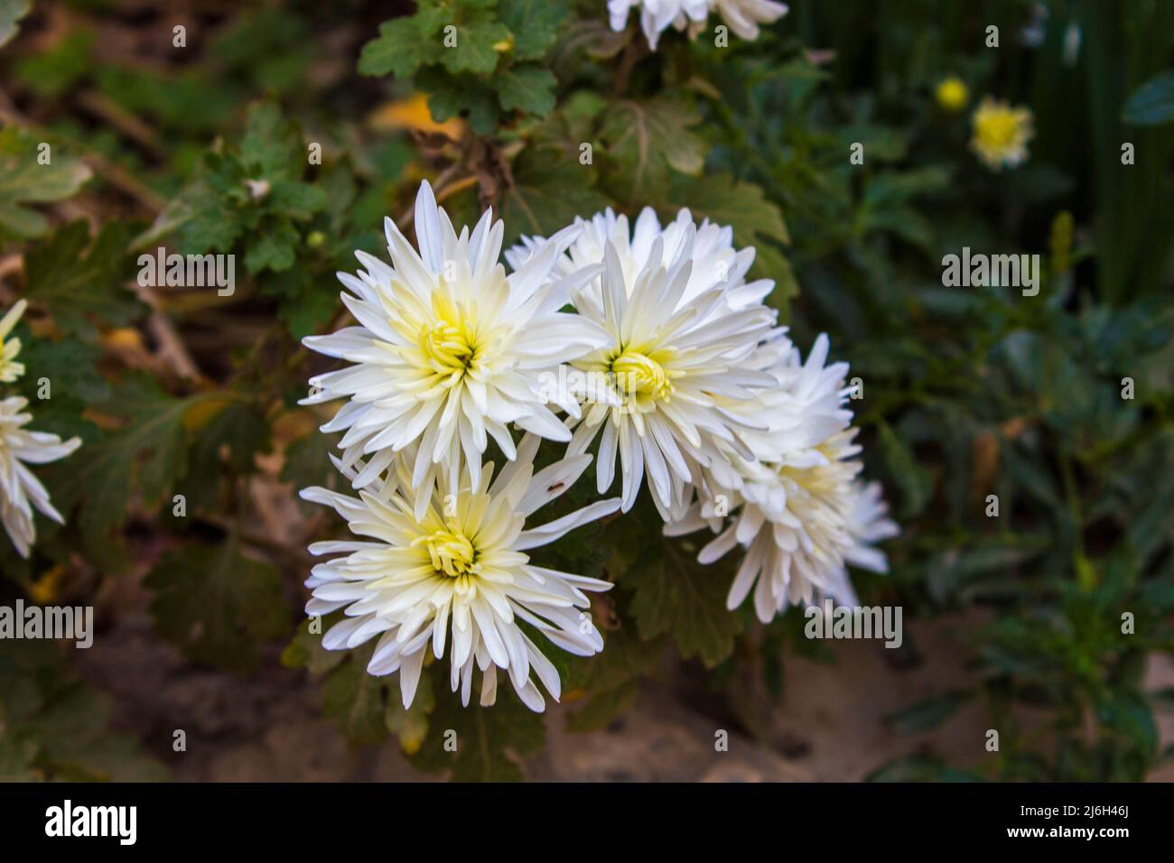 Gros plan fleurs de Chrysanthemum . Fleurs blanches dans le jardin . Cette fleur pousse en hiver et aime le temps froid . c'est une sorte de fleur asiatique Banque D'Images