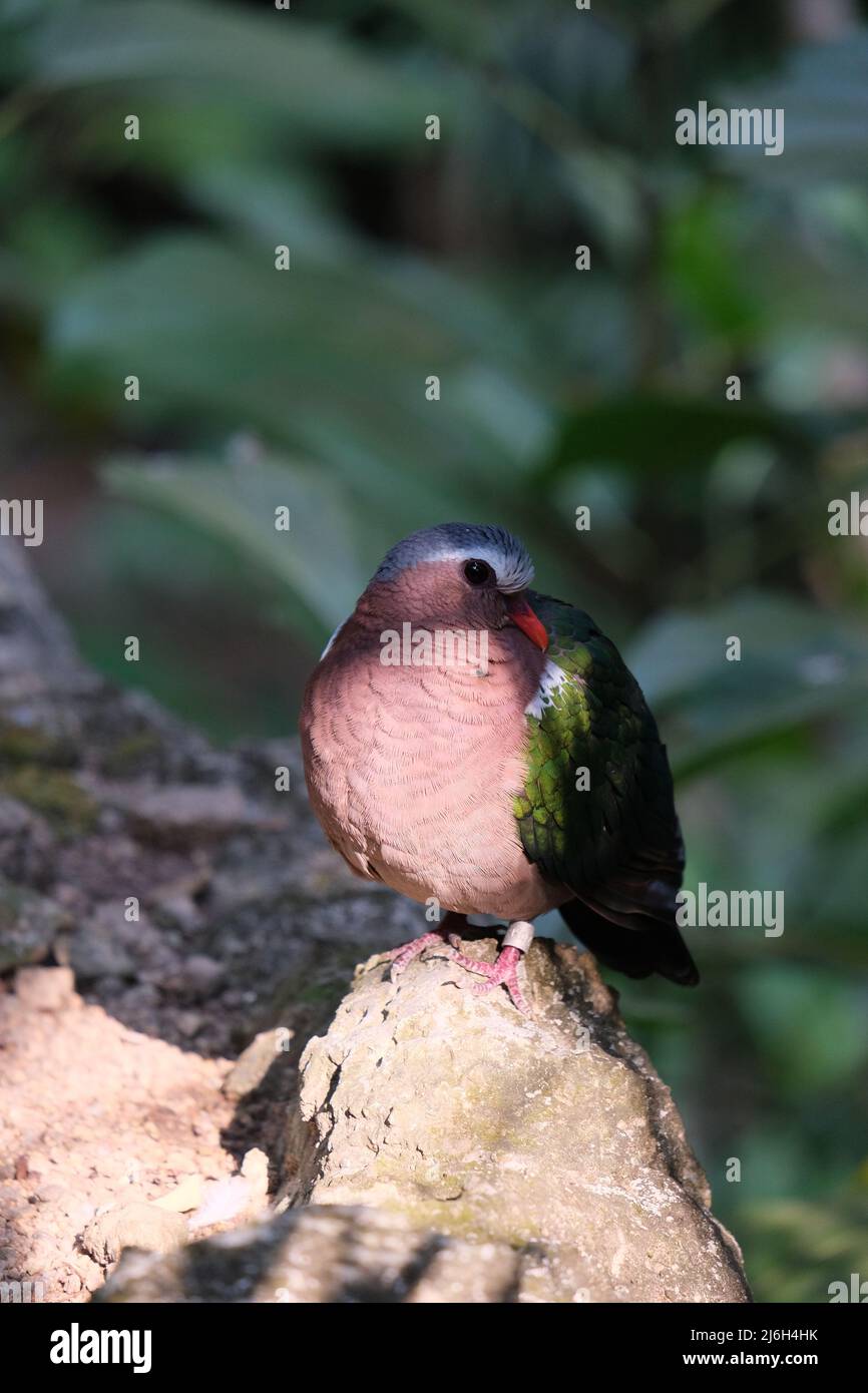 Un oiseau multicolore très mignon de la famille des pigeons rêve sur une roche ensoleillée (les yeux grands ouverts) Banque D'Images