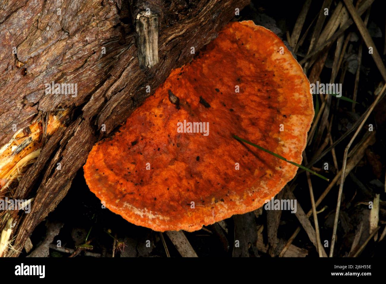 Ce champignon rouge mérite vraiment un nom commun, mais n'est connu que par son nom propre - Trametes cinnabarinus. La culture de l'herbe est inhabituelle. Banque D'Images